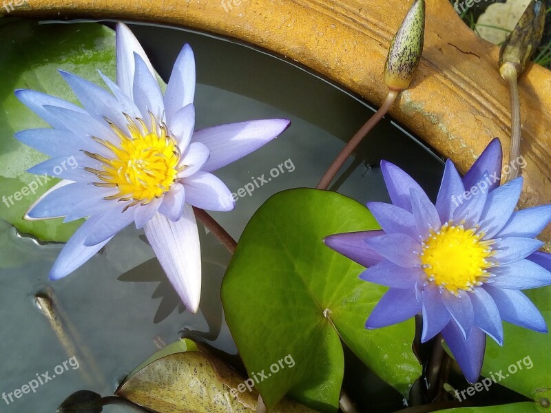 Lotus Leaf Lotus Water Plants Flowers Lotus Lake