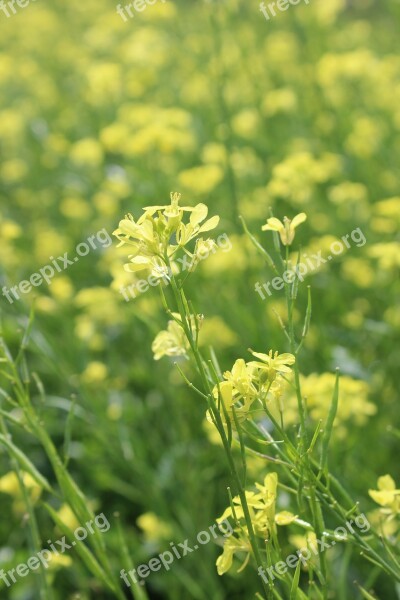 Yellow Flower Nature Flowers Spring