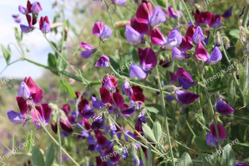 Violet Fuchsia Nature Petals Flowers