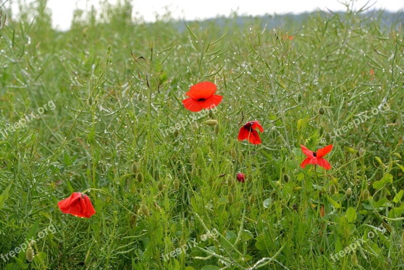 Poppy Dew Rain Drop Wet