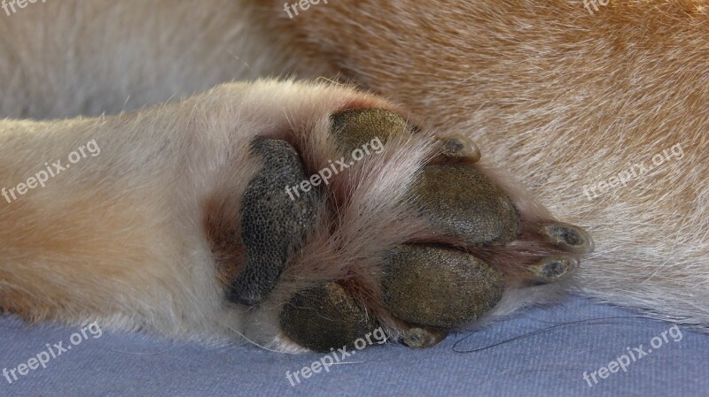 Paw Dog Paw Dog Shiba Inu Animal