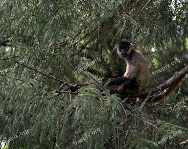 Monkey Primate Animal Zoo Mammal