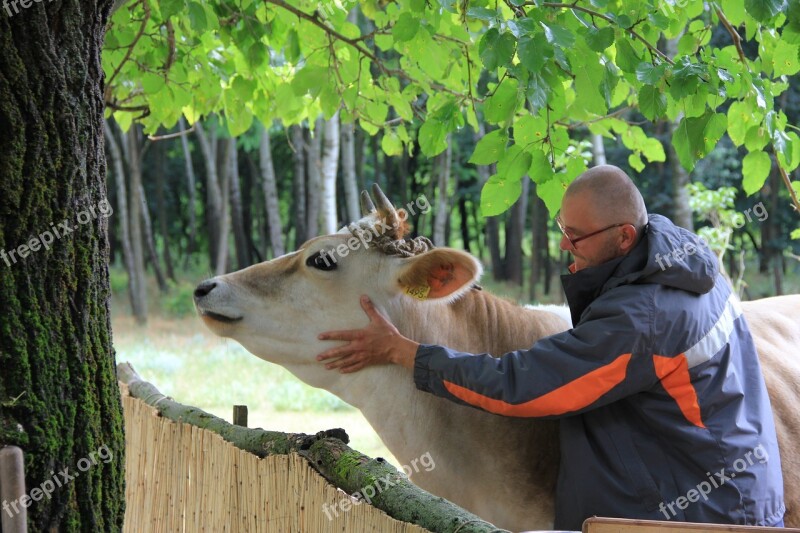 Cow Host Mulberry Summer Tanya