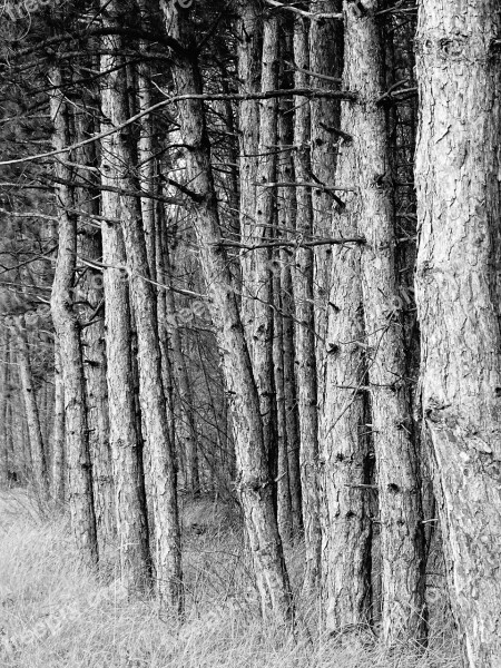 Forest Autumn Branch Barks Pines