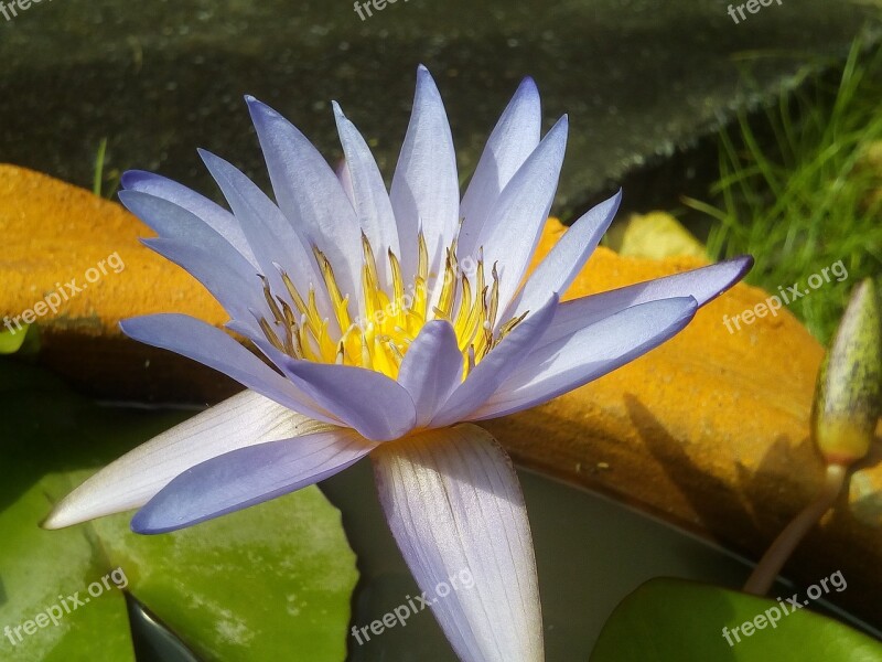 Lotus Leaf Lotus Water Plants Flowers Lotus Lake