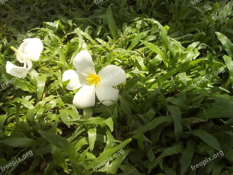 Flowers More Information Fragrapanti Grass Nature