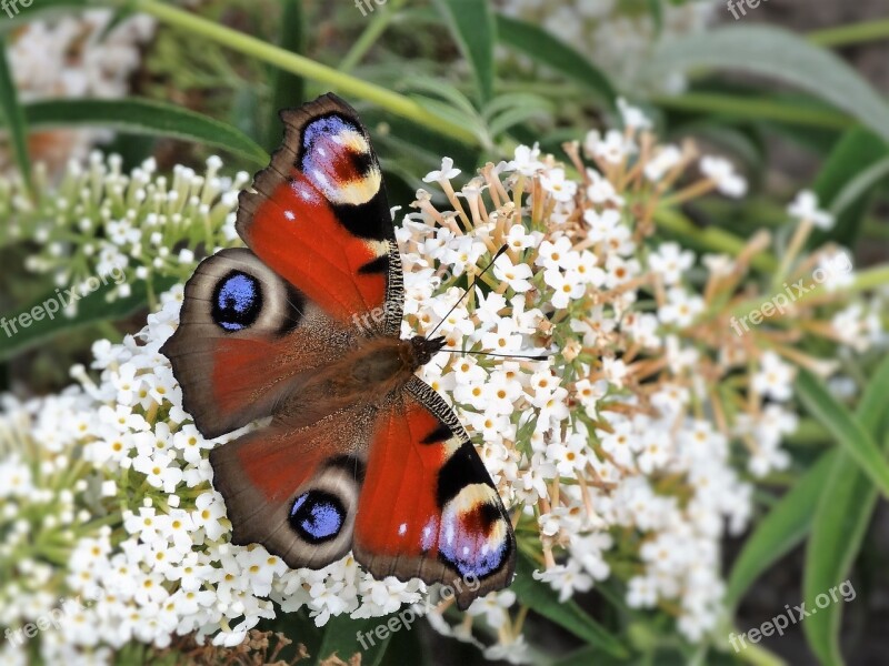 Butterfly Nature Animal Insect Wing