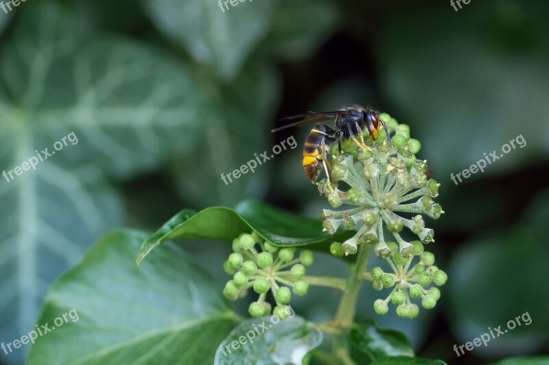 Asian Hornet Vespa Velutina Insect Ivy Foraging