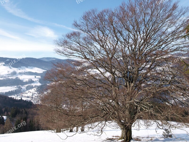 Tree Beech Winters Snow Landscape