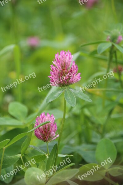 Flora Green Grass Leaves Clover