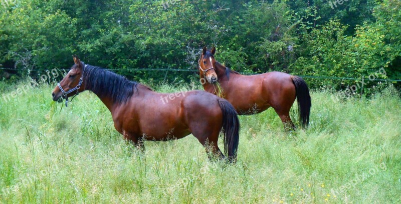 Horse Equine Horses Nature Pre