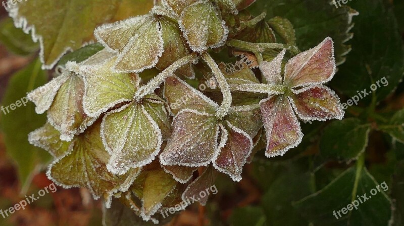 Hydrangea Flowers Flower Hoarfrost Hydrangea Flower