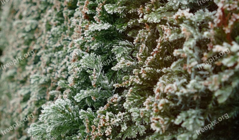 Conifer Tree Of Life Cypress Under Glass Nature Hoarfrost