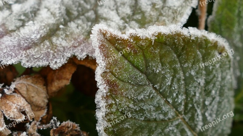 Leaf Hoarfrost Crystals Cold Eiskristalle