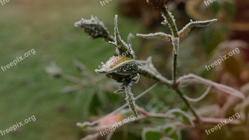 Rosebud Hoarfrost Cold Crystals Autumn