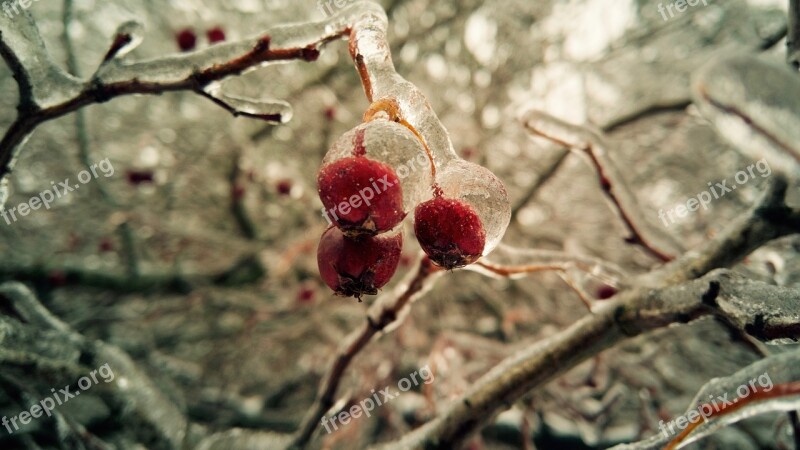 Winter Freezing Berry Ice Branch