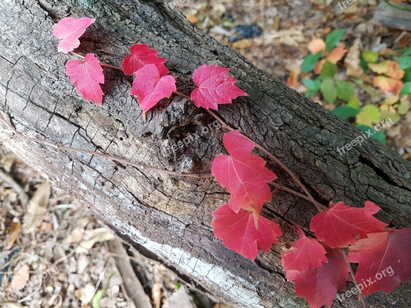 Ivy Red Senjogahara Autumn Autumn Leaves