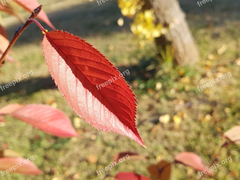 The Leaves Autumn Autumn Leaves Leaves Nature