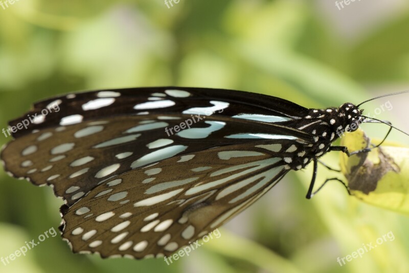 Butterfly Nature Insert Macro Blue