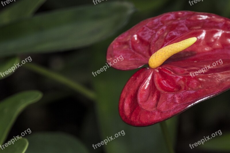 Flower Red Highlight Macro Nature