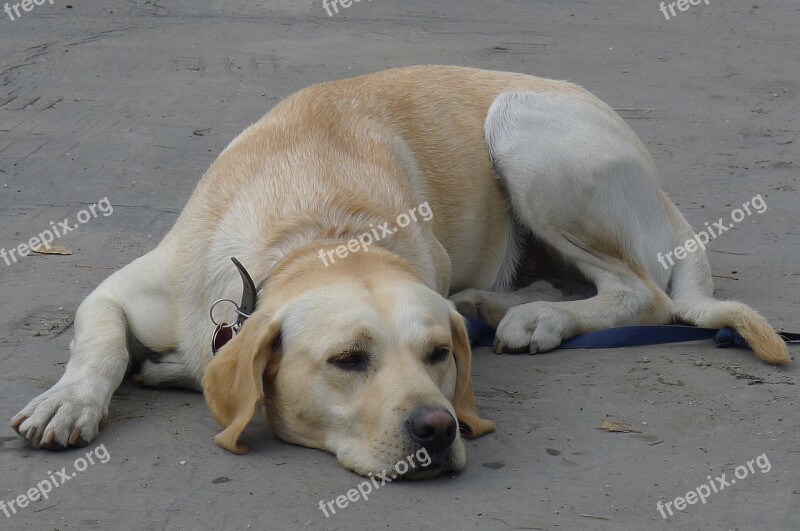 Dog Labrador Animal Waiting Pet