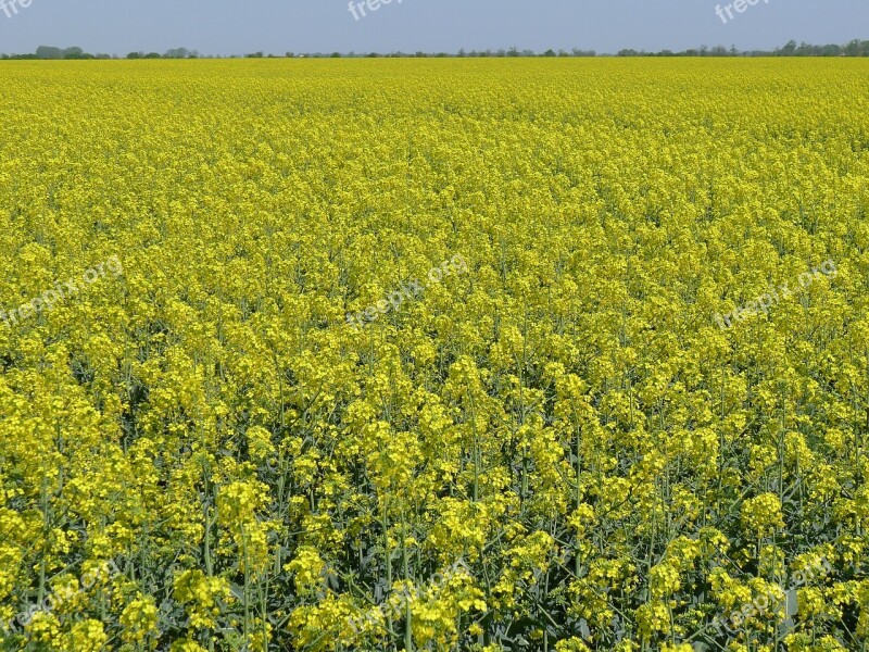 Oil-seed Rape Colza Flowers Yellow Agriculture