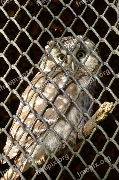 Owl Bird Cage Eyes Zoo