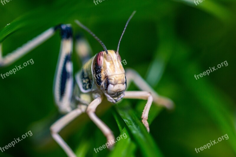 Desert Locust Schistocerca Gregaria Grasshopper Migratory Locust Subadult