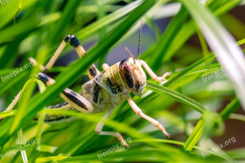 Desert Locust Schistocerca Gregaria Grasshopper Migratory Locust Subadult