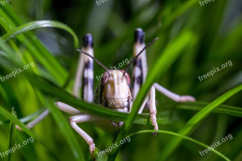 Desert Locust Schistocerca Gregaria Grasshopper Migratory Locust Subadult