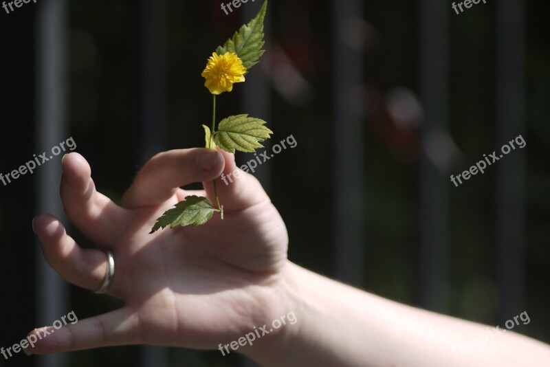 Hand Flower Don Offer Dandelion