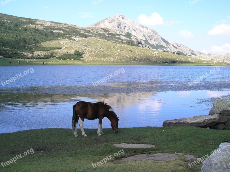 Lake Corsican Mountain Lake Nino Horses