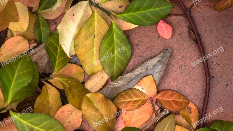 Leaves Autumn Plants The Leaves Leaf