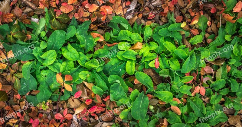 Leaves Autumn Plants The Leaves Leaf