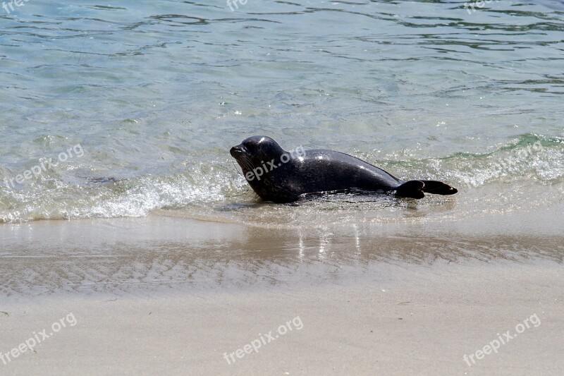 Robbe Seal Aquatic Animal Free Photos