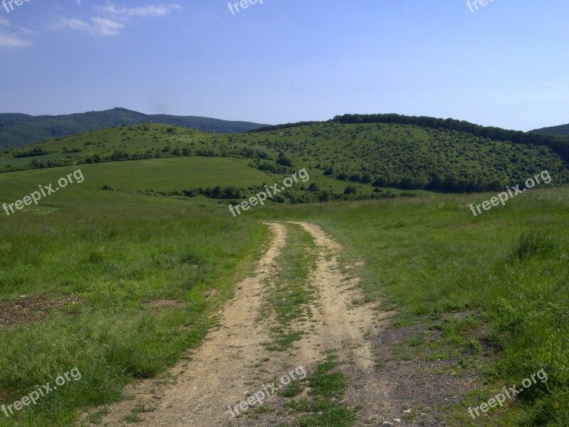 Lane Meadow Country Nature Forest