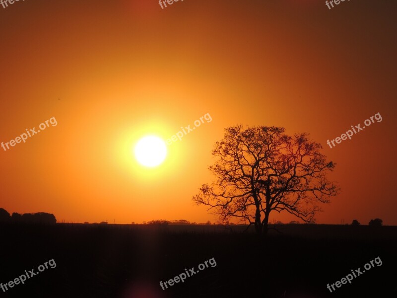 Sol Tree By Sunset Free Photos