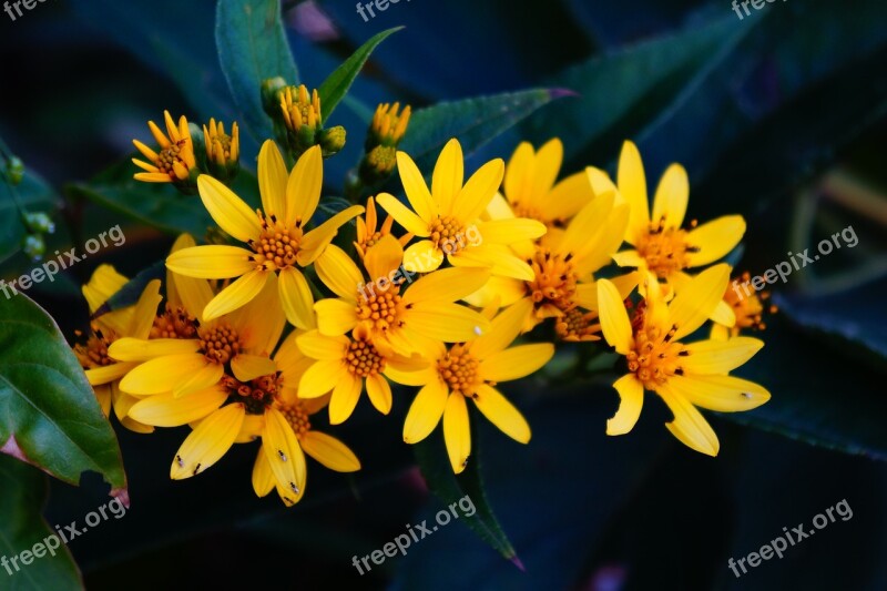 El Salvador Flowers Bouquet Yellow Green