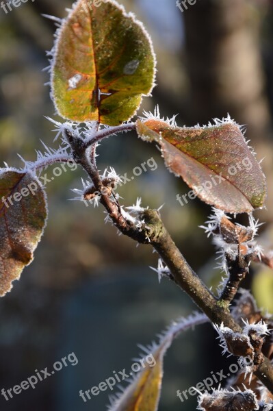 Leaves Boxer Shorts Ice Ripe Frost