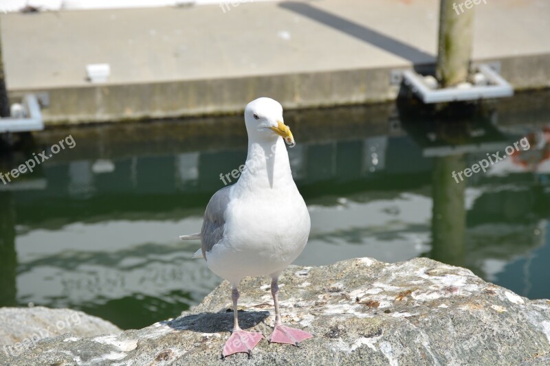 Seagull Bird Sea Nature Animal