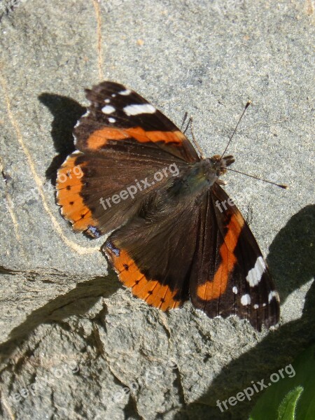 Butterfly Atalanta Rock Vanessa Atalanta Free Photos