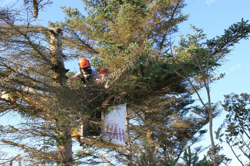 Tree Surgery Cutting Trees Cherry Picker Chainsaw Tree Felling