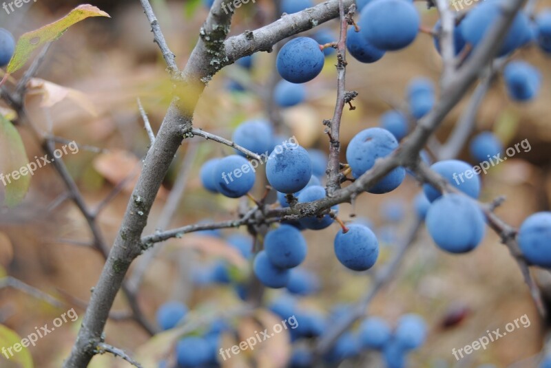 Plants Endrinas Autumn Soria Villaverde