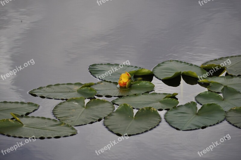 Water Lily Flower Pond Nature