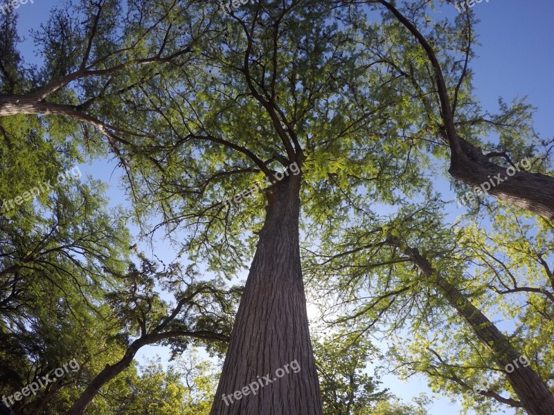 Tall Trees Nature Green Free Photos