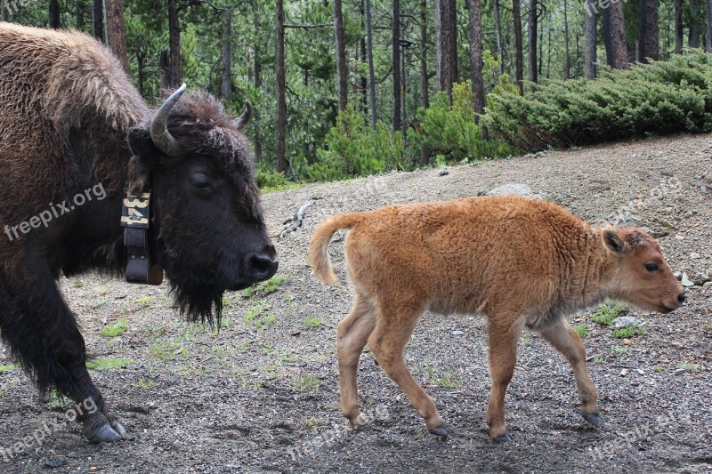 Yellowstone Park National Wyoming Travel