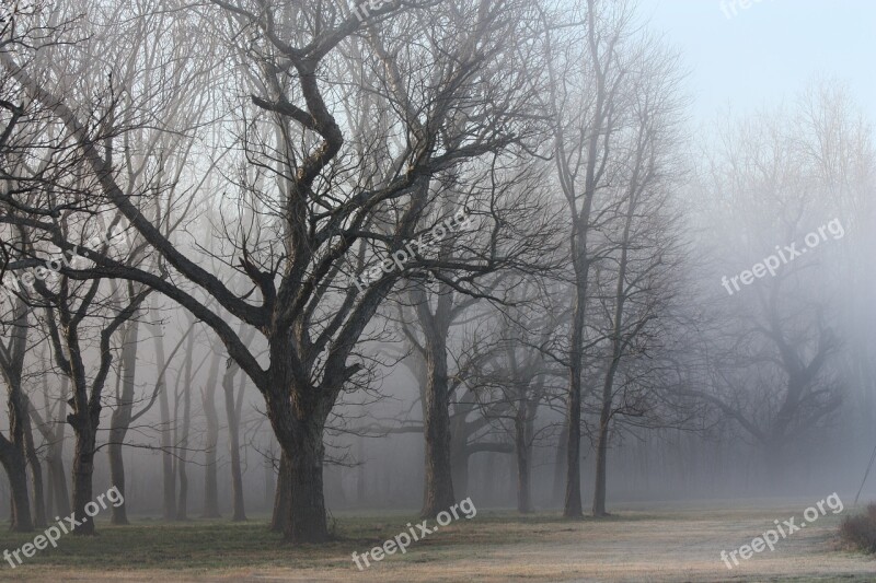 Woods Texas Mist Trees Landscape