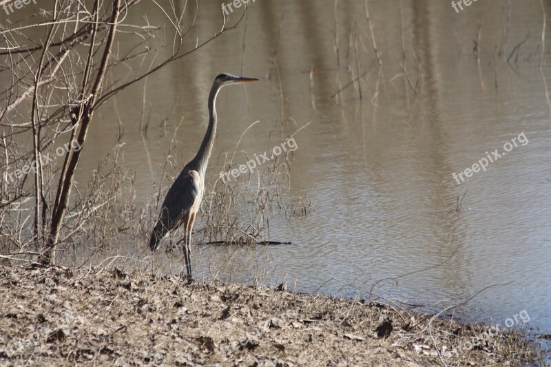 Heron Bird Lake Texas Wild