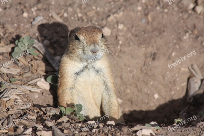 Prairie Dog Lubbock Texas Free Photos