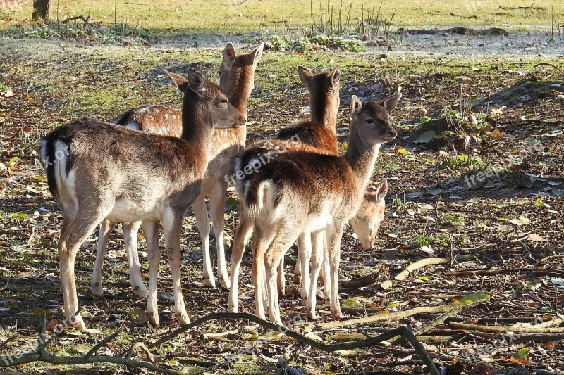 Deer Forest Glade Fallow Deer Landscape